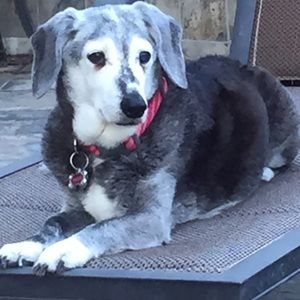 Meet your Posher, Jodi